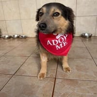 Theo möchte endlich dazugehören, Hund zur Adoption