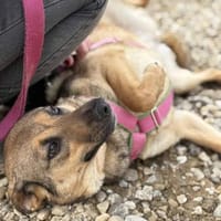 Cookie ist einfach nur zum Liebhaben 🐾, Hündin zur Adoption