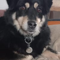 Gesine verlor ihr Heim durch Tod, Hündin zur Adoption