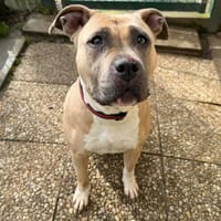 RATIKA, chienne à adopter