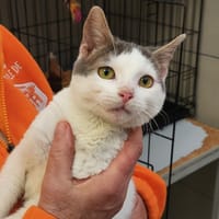 ASTRA QCT, chat à adopter