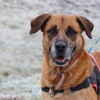 Charly, chien à adopter