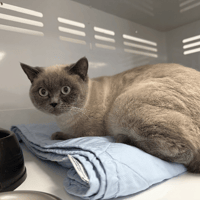 Pacha, chat à adopter