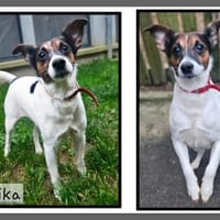 MIKA, chien à adopter