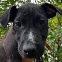 LENTILLE, chienne à adopter
