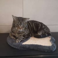 ACHILLE, chat à adopter