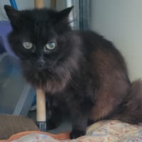 PASTILLE, chatte à adopter