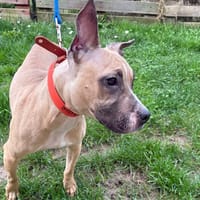 Camille PAA24141, chienne à adopter