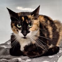 ROSIE, chatte à adopter