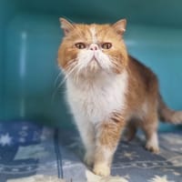 TIAGO, chat à adopter