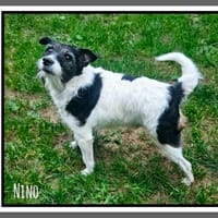 NINO, chien à adopter