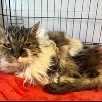 zoe, chatte à adopter