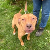 Manama PAA24142, chienne à adopter