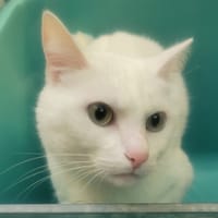 Balo, chat à adopter