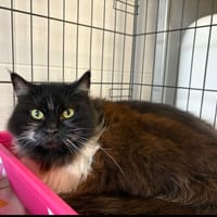 zaza, chatte à adopter