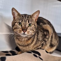 YOLANDE, chatte à adopter