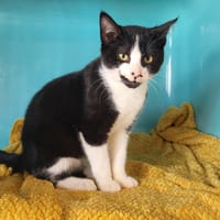 arlo, chat à adopter