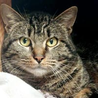 BARNABE, chat à adopter