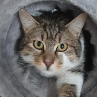 BARABAS, chat à adopter