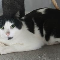 GALOPIN, chat à adopter