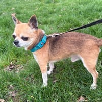 Skippy PAA24139 Ex PFA6238, chien à adopter