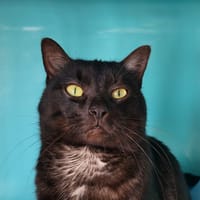 tidy, chat à adopter