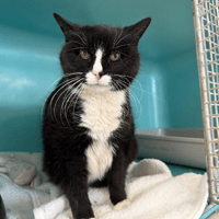 Poussinette, chatte à adopter