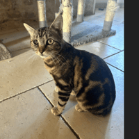 MIMO, chat à adopter