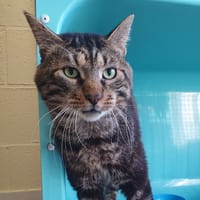 ELRED C, chat à adopter