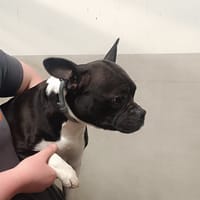 BARBIDOU, chienne à adopter