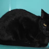 PIRATE, chat à adopter