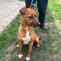 Filoute PAA24140, chienne à adopter