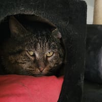 BAUDELAIRE, chat à adopter