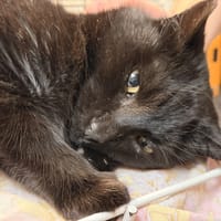 NEKO, chat à adopter