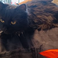 LILOU, chatte à adopter