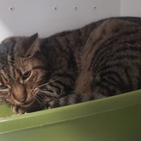 MIZAR, chat à adopter