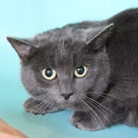 MISHKA, chatte à adopter