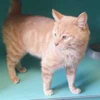 CASTIEL C, chat à adopter