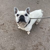 MAX, chien à adopter