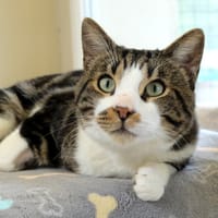 PSYCHE dit MUTTI PAB28602, chat à adopter