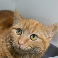 BISCOTTE réservée, chatte à adopter