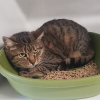TALI, chatte à adopter
