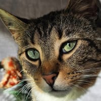 URU, chat à adopter