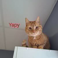Yapy, chat à adopter