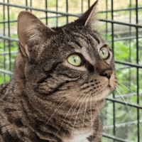 Louis, chat à adopter