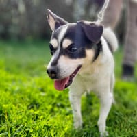 SIMBA, chien à adopter