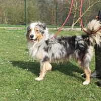 SAIKO, chien à adopter