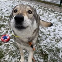 FURY, chienne à adopter