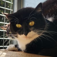 BAHAMAS QCT, chatte à adopter