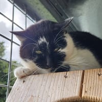 WILLIE QCT, chatte à adopter